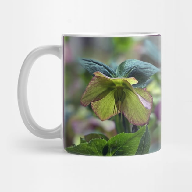 Hellebores by Nicholas Lee